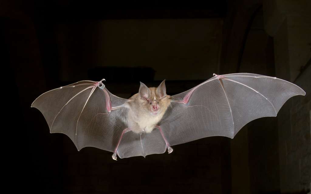 Imagen de un murciélago "Rhinolophus ferrumequinum".