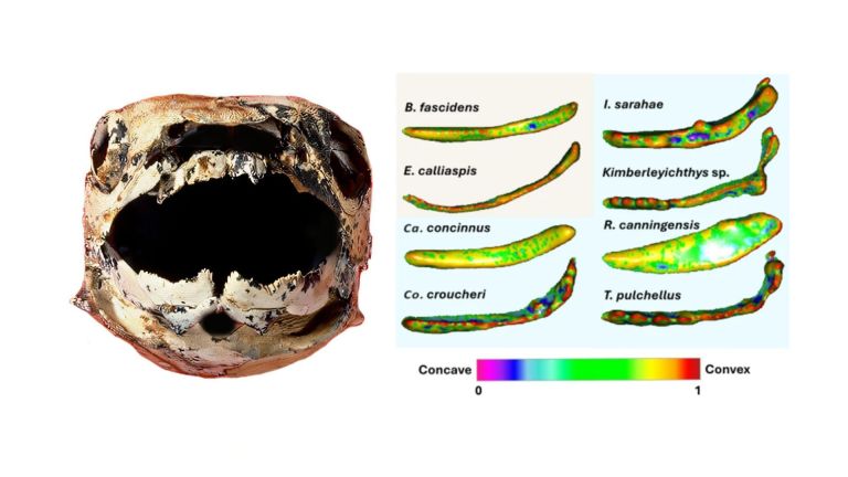 Así se alimentaban los primeros vertebrados con mandíbulas hace 385 millones de años