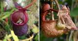 Diferencias entre la orquídea Coryanthes y la planta carnívora Nepenthes: ¿cuál elegir?