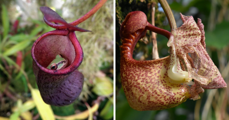 Diferencias entre la orquídea Coryanthes y la planta carnívora Nepenthes: ¿cuál elegir?