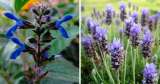 Diferencias entre lavanda y salvia: ¿Qué usos tiene cada una en la huerta?