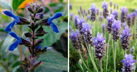 Diferencias entre lavanda y salvia: ¿Qué usos tiene cada una en la huerta?