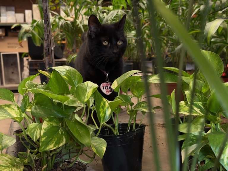 Tita, la historia de la gatita experta en plantas que acompaña un vivero