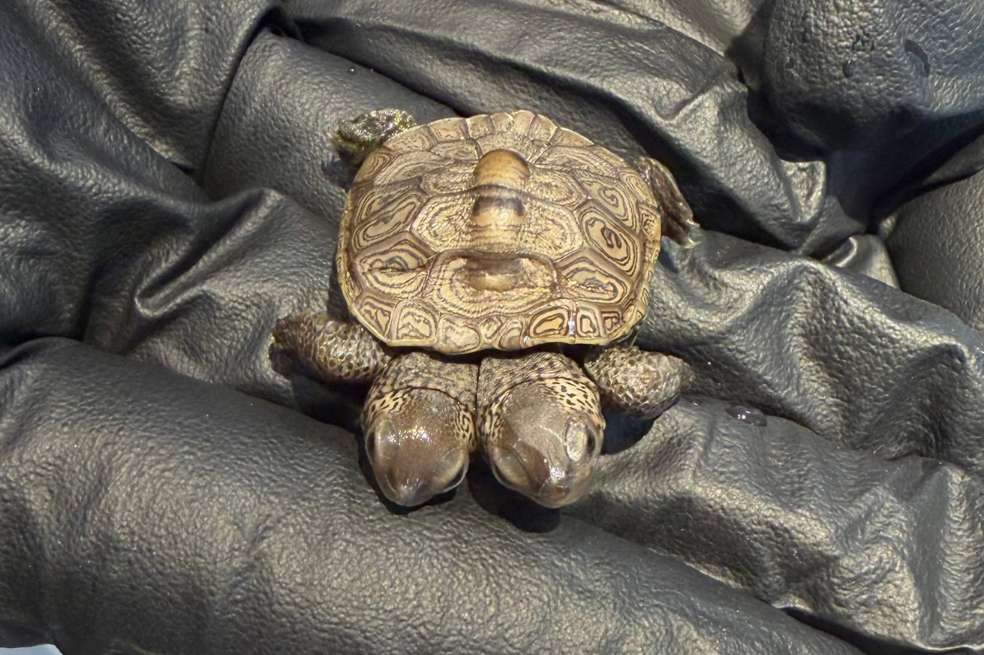Esta cría de tortuga tiene dos cabezas: “Un caso especialmente raro”.