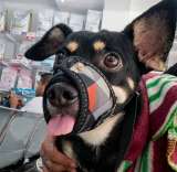 Chiqui, el perro que fue atropellado y necesita una nueva cirugía para volver a caminar