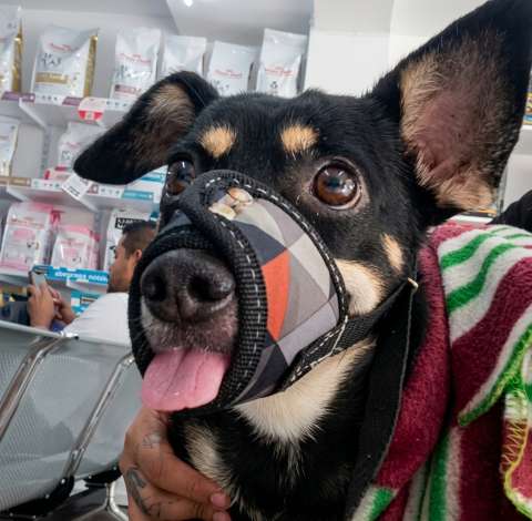 Chiqui, el perro que fue atropellado y necesita una nueva cirugía para volver a caminar