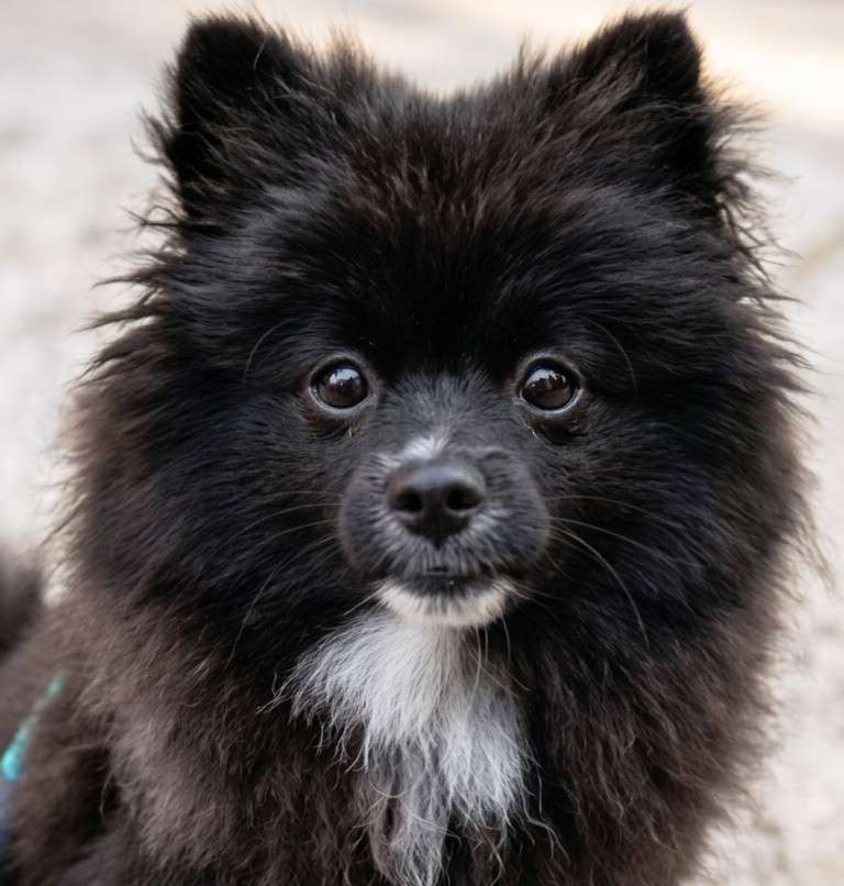 Buscan a Pato, un pomerania negro que fue robado en Suba