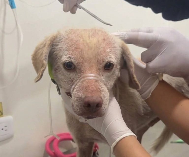 Estos 19 perritos fueron rescatados del terremoto en Colombia y necesitan ayuda
