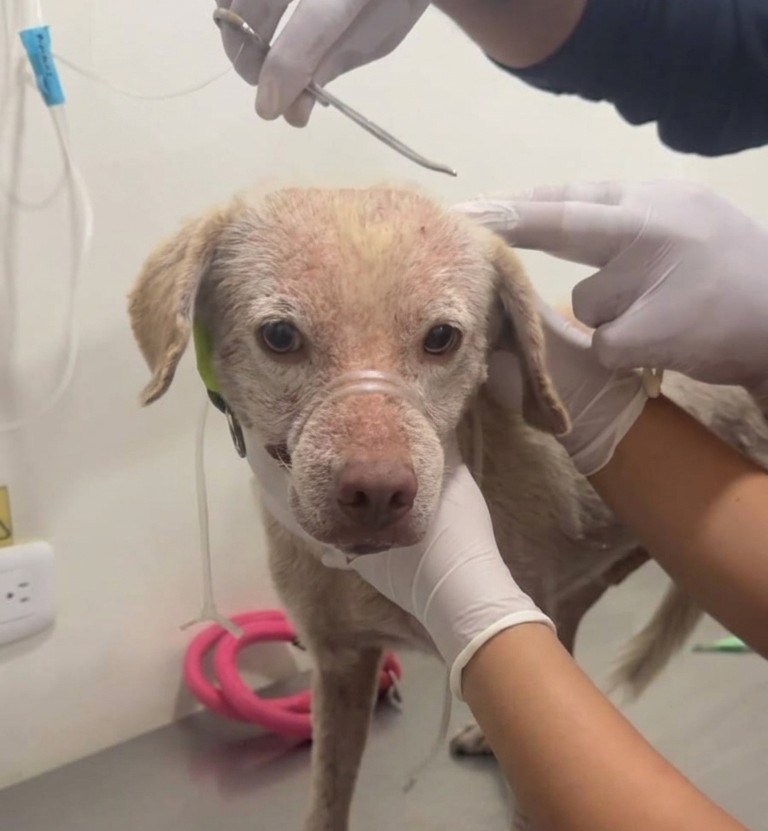 Estos 19 perritos fueron rescatados del terremoto en Colombia y necesitan ayuda