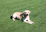 Murió Quino, reconocido perro rescatista: enfrentaba una rara enfermedad