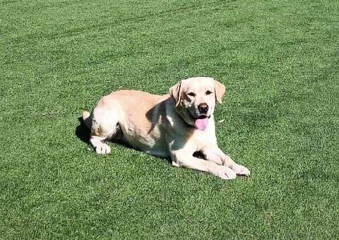 Murió Quino, reconocido perro rescatista: enfrentaba una rara enfermedad