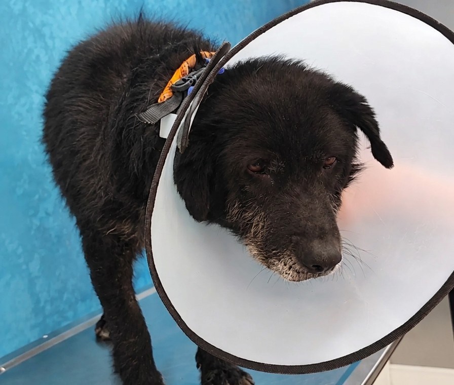 Rescatan a Emma en Usme: la perrita necesita ayuda para recuperar su salud