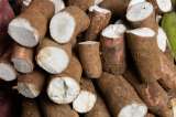¿Cómo guardar la yuca cruda con cáscara o pelada para que no se dañe y dure más?
