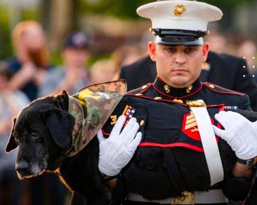 Veterano de guerra despidió con honores militares al perro que le salvó la vida en Afganistán