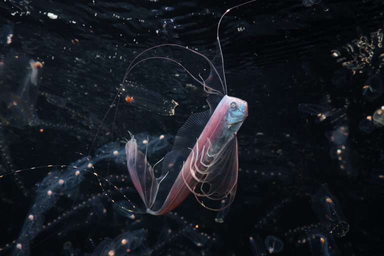 Ocean Photographer of the Year.