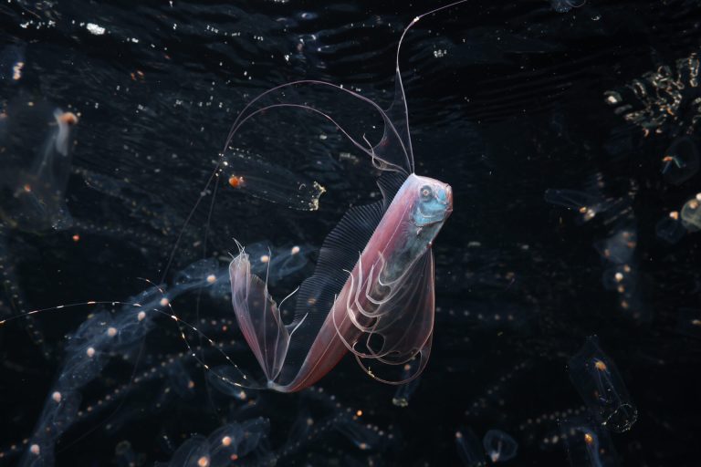 Ocean Photographer of the Year.
