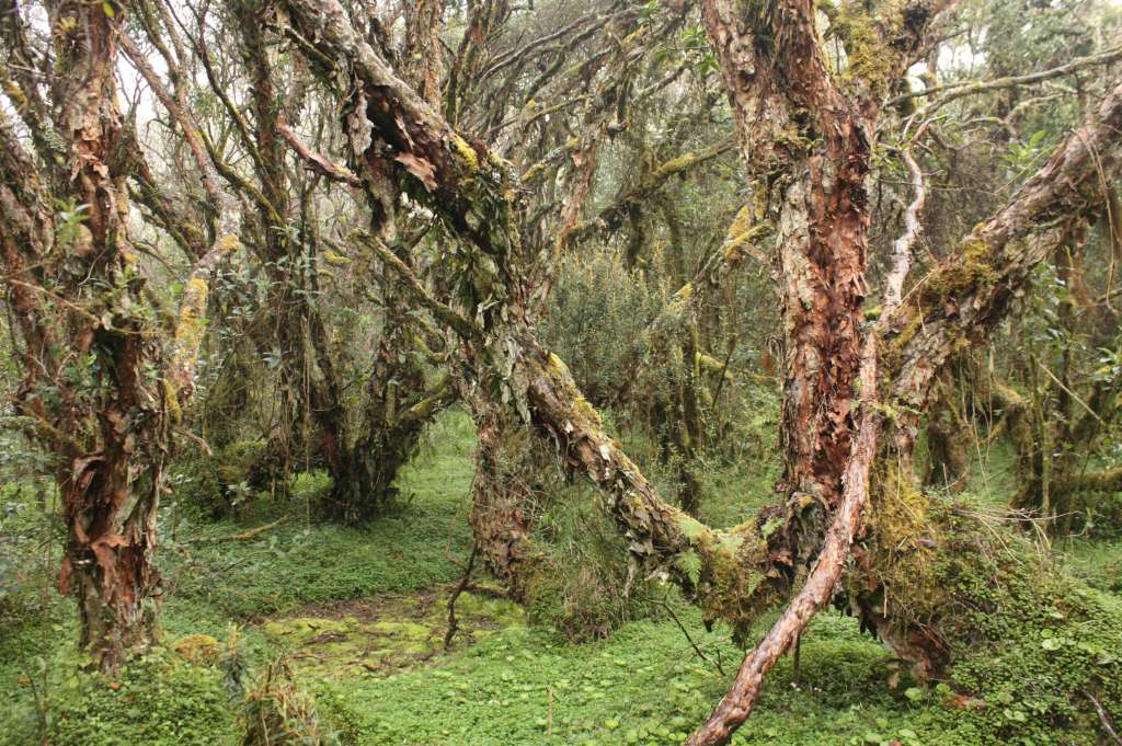Los polylepis, igual que los frailejones, interceptan agua de la niebla en muchos páramos y la conducen al suelo. Así aportan a los ríos igual que lo hace la lluvia