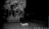 Cámaras captan un puma en La Calera: ¿qué hacer si se encuentra con el animal?