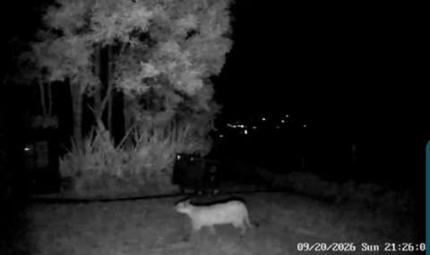 Cámaras captan un puma en La Calera: ¿qué hacer si se encuentra con el animal?