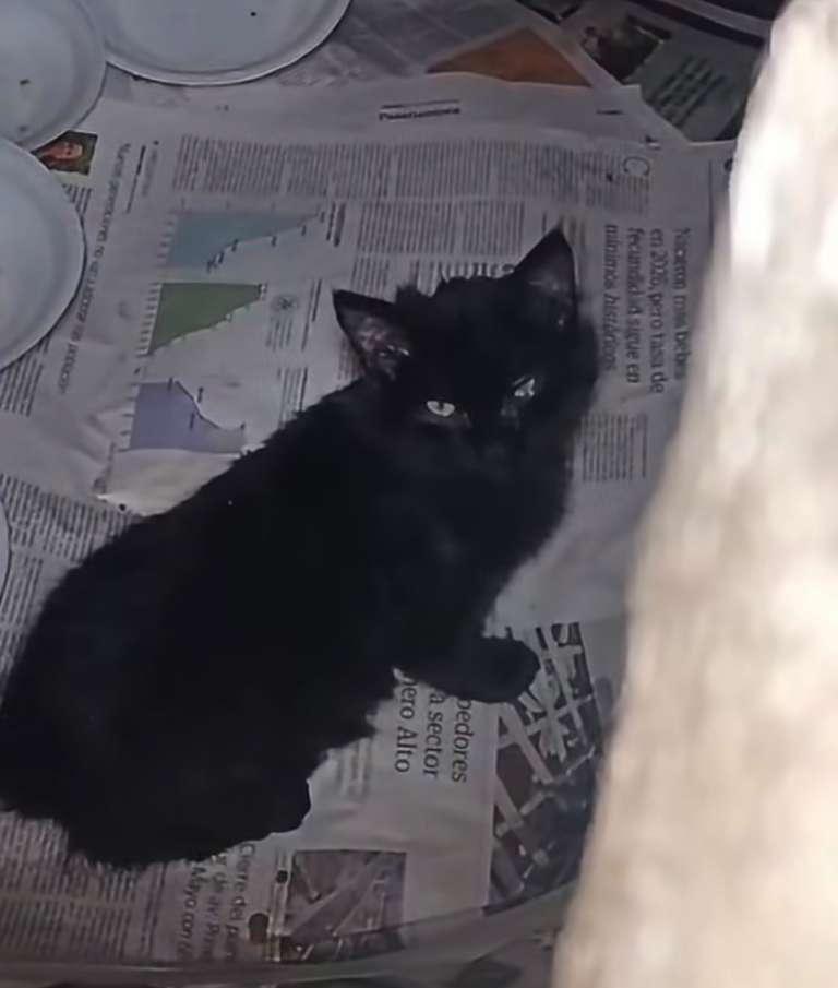 Ni rituales ni encierro: la verdad sobre los gatos negros hallados en el Cementerio Central