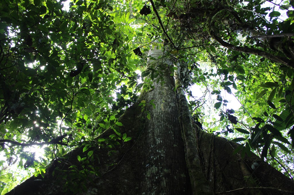 ¿Cómo garantizarle a una selva —compartida por 9 países su derecho a existir, a regenerarse, a mantener sus ciclos vitales y a estar libre de contaminación?