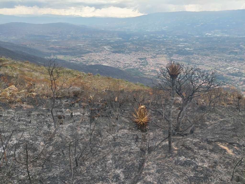 Frailejones quemados en la cima de la montaña en el sector de Altamira del parque nacional Iguaque, con Villa de Leyva en el fondo