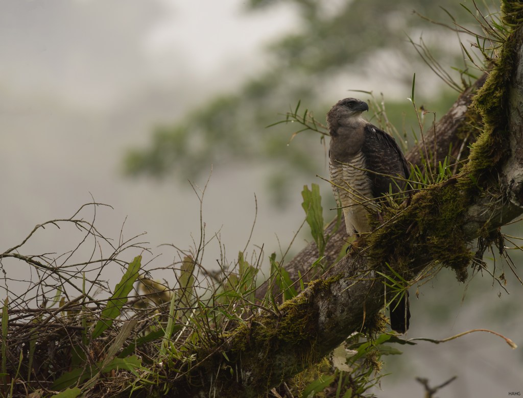 Águila crestada (Morphnus guianensis) frente al nido en La Cristalina RN.