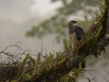 ¿Qué hay detrás de la historia de la Reserva Natural La Cristalina?