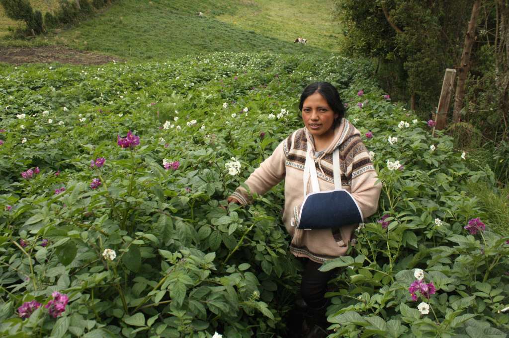 Irma Chinguad trabaja en la siembra de papas nativas.