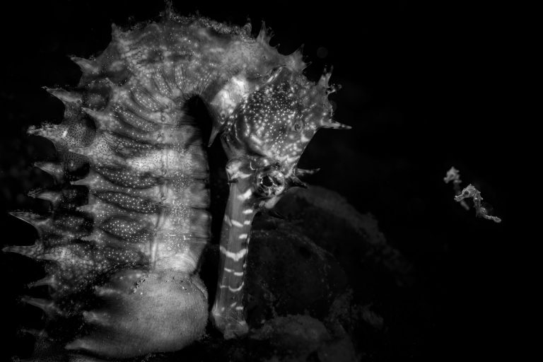 Desde caballos de mar hasta rescate de ballenas: ganadores de Ocean Photographer of the Year