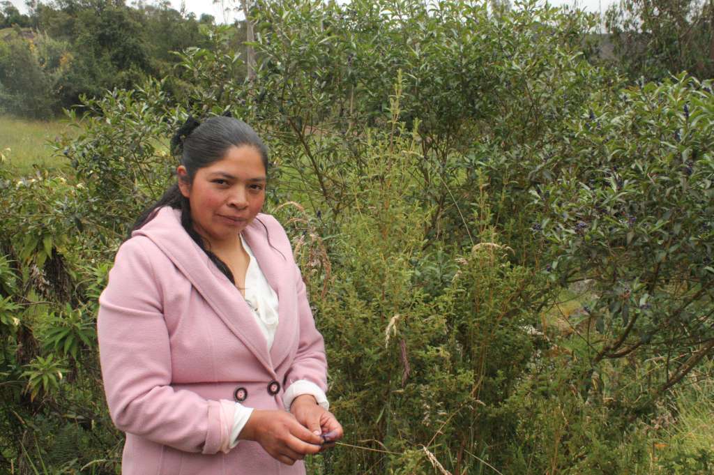 Liliana Apala trabaja en la propagación de semillas como parte de las labores de conservación.