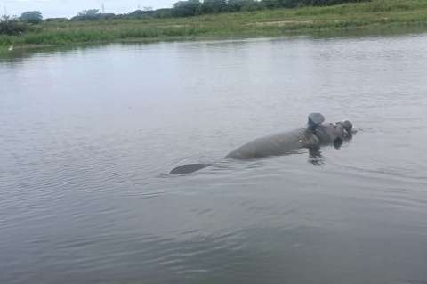 Encuentran a cuatro manatíes muertos en el Caño San Silvestre, Barrancabermeja