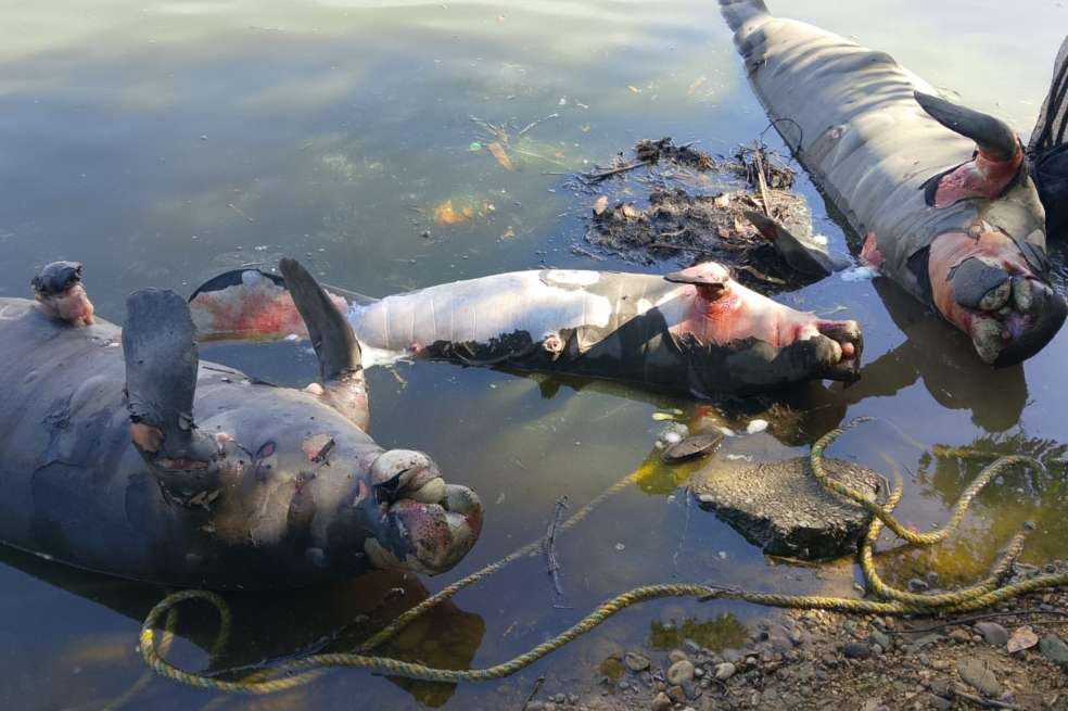 Se trata de dos manatíes hembra y dos machos, que fueron encontrados en el Caño San Silvestre.