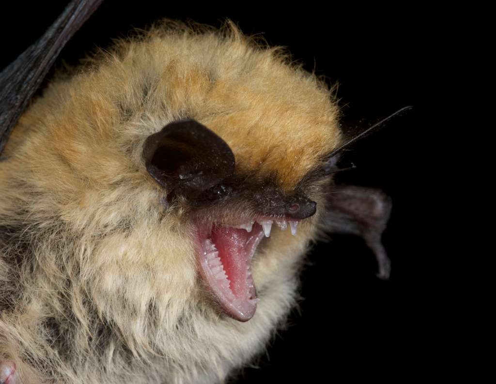 Foto de un "Myotis californicus" colectado en Estados Unidos.