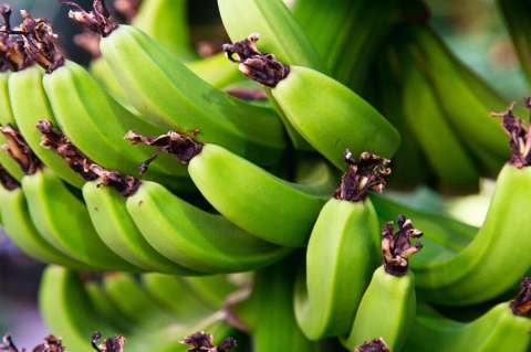 7 recetas con plátano verde: chips, harina, cabeza e’ gato, tortillas y empanadas caseras
