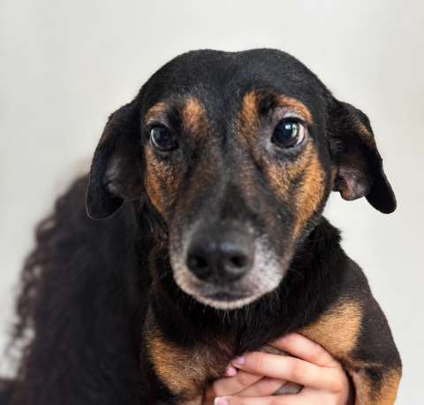 Negrito sobrevivió al abandono y cinco sesiones de quimioterapia: ahora busca un hogar