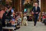 En fotos: Tommy Hilfiger desfiló con el perro de Taylor y Travis en la NYFW