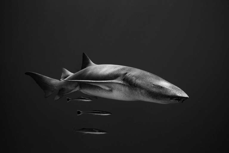 Ocean Photographer of the Year