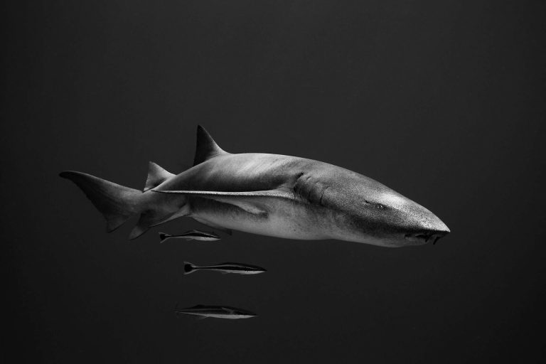 Ocean Photographer of the Year