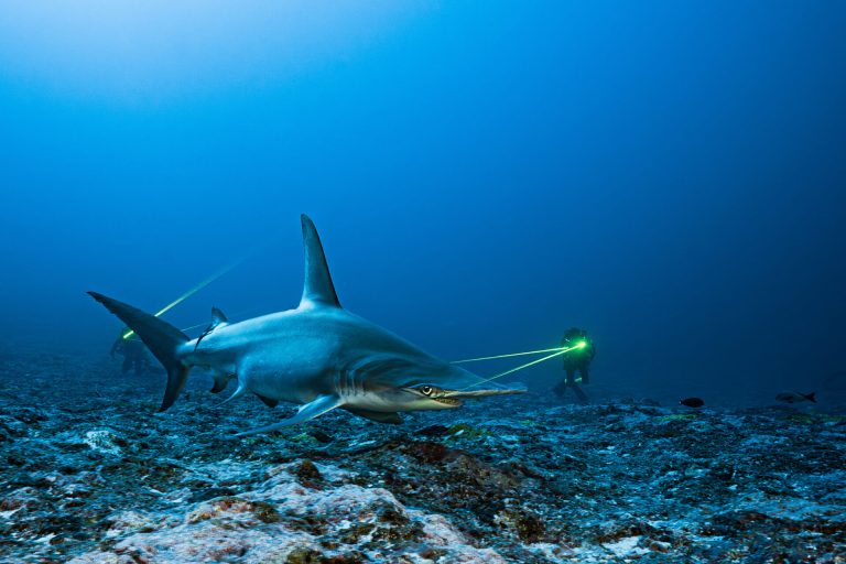 Fotógrafo del Año en la categoría «Conservación (Esperanza)»