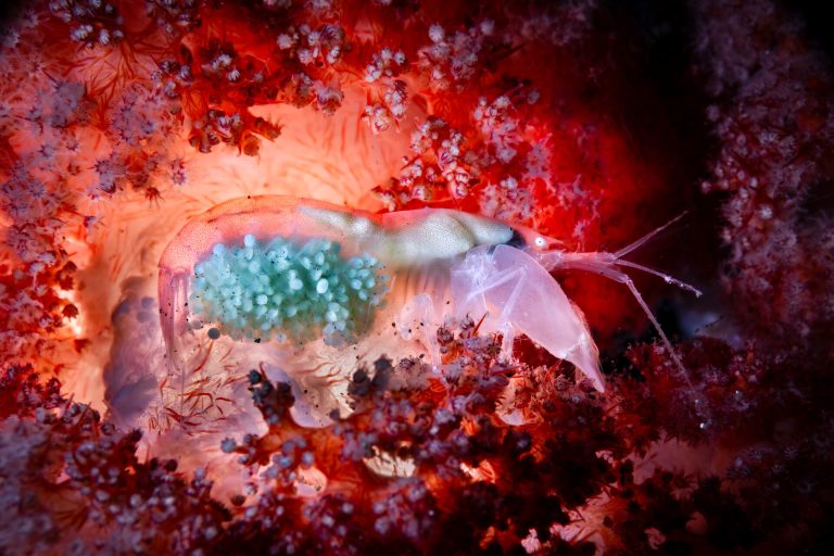 Ocean Photographer of the Year.