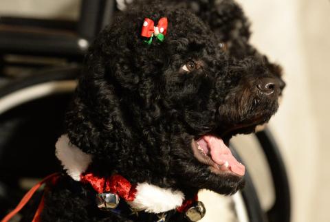 Murió Sunny, la perrita de los Obama que acompañó a la familia en la Casa Blanca
