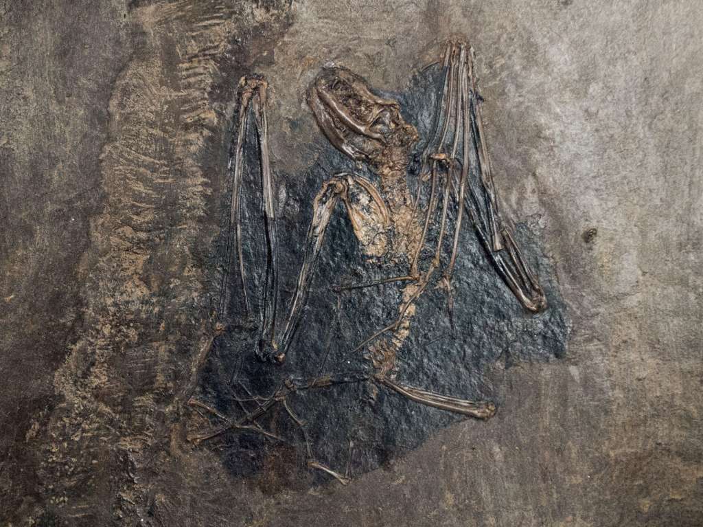Imagen de un fósil de "Palaeochiroptery tupaiodon" hallado en Alemania. Fue una especie que vivió hace, aproximadamente, 47 o 48 millones de años.