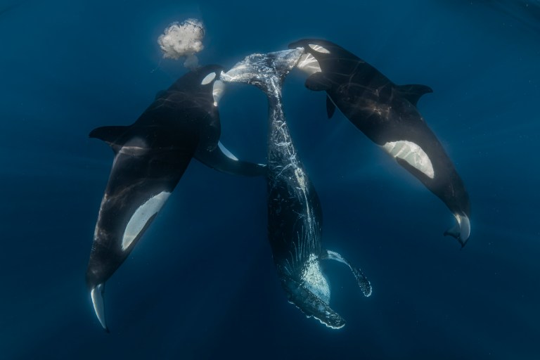 Fotógrafo marino del año.