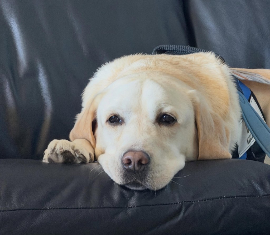 Dylan, el perro que se convirtió en compañía para pacientes con cáncer