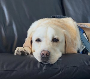 Dylan, el perro que se convirtió en compañía para pacientes con cáncer