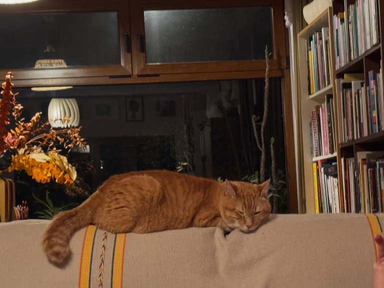 Mon Laferte despide a su gato Eulalio: “Es uno de los días más tristes de mi vida”