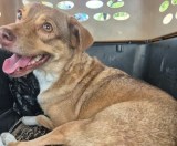 Perrita abandonada necesita quimioterapia: esta es la historia de Hannah María
