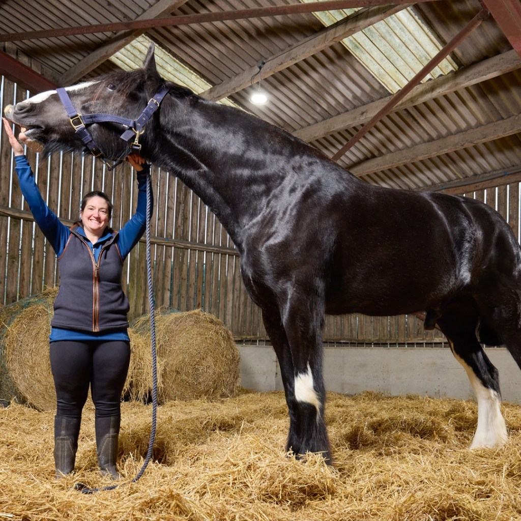 Hugo, el caballo más alto del mundo, según récord Guinness: ¿cuánto mide?