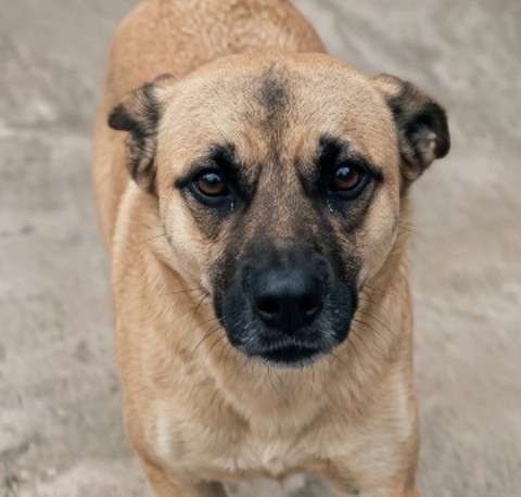 Perrita corrió detrás de quienes la abandonaron en Bogotá: esta es la historia de Canela